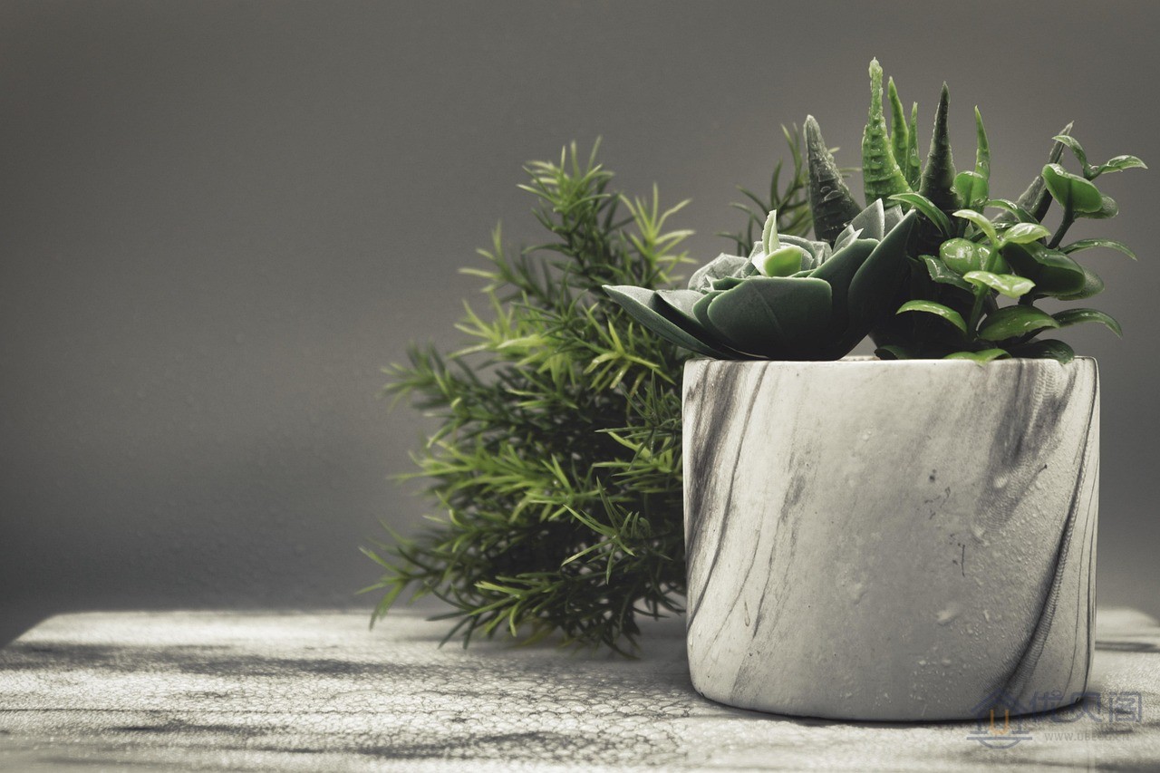 植物.jpg